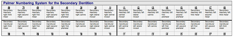 Palmer Permanent Teeth Table.png